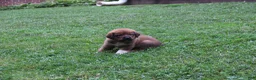 Mixed Breed dogs for sale: Sierra - Ad 3