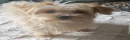 Morkie dogs for sale: Lily - Ad 3