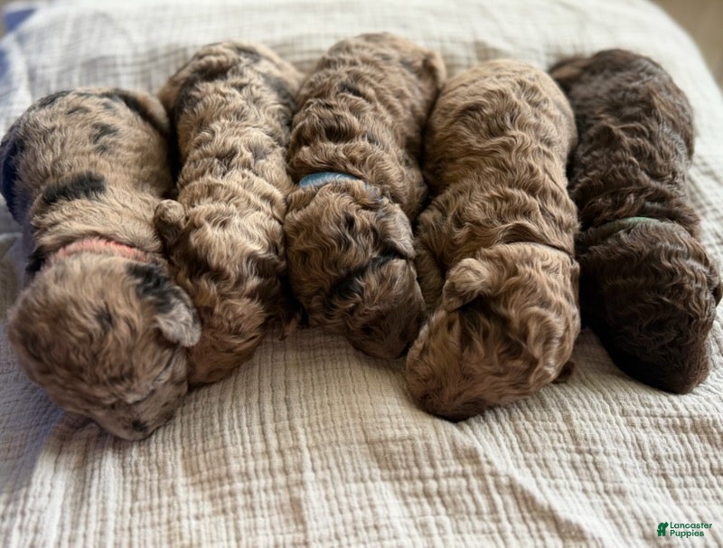 Labradoodle dogs for sale: Hershey's  - Ad 6