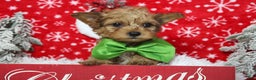 Yorkiepoo dogs for sale: Punkin  - Ad 1