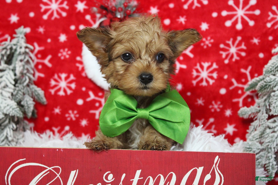 Yorkiepoo dogs for sale: Punkin  - Ad 1