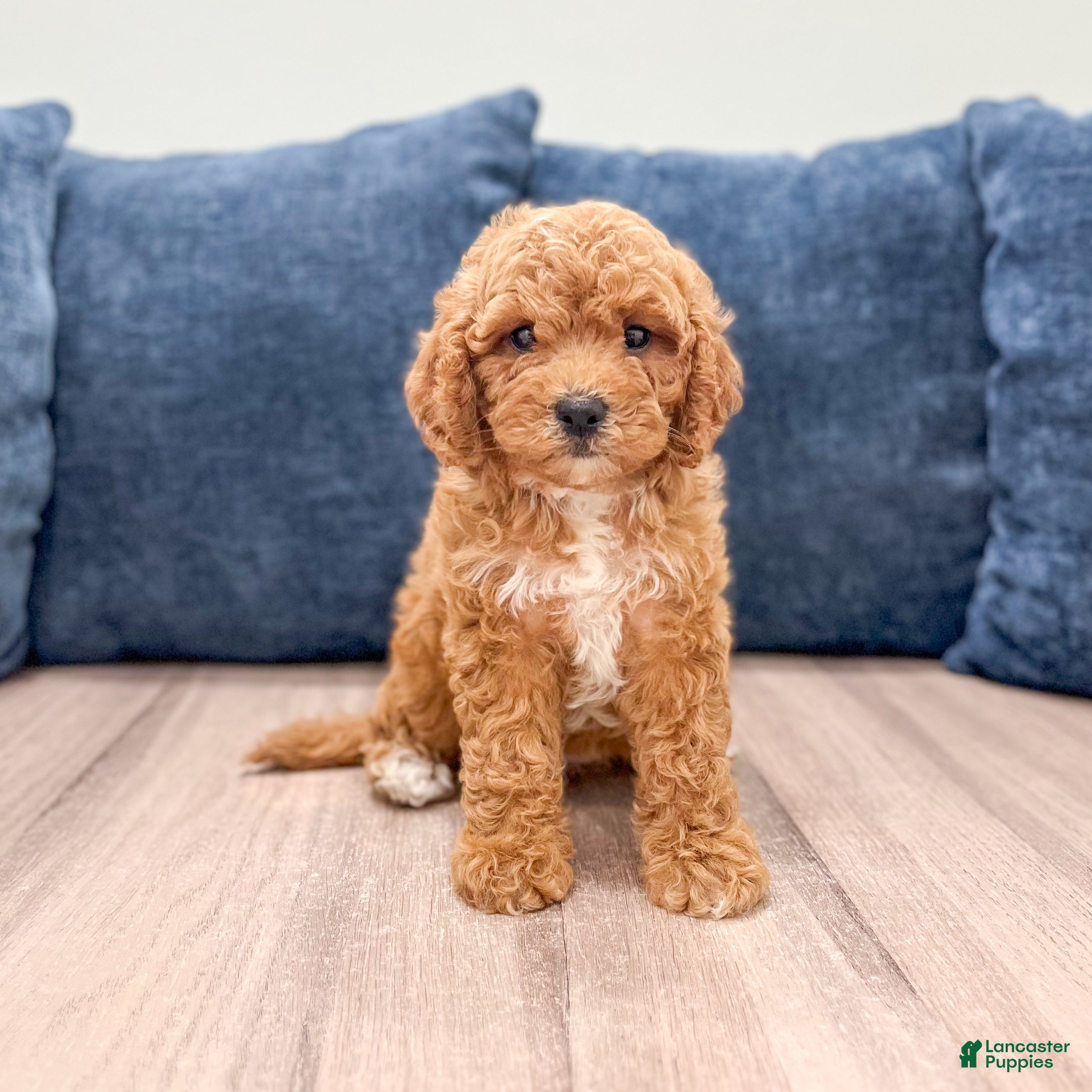 Miniature Labradoodle dogs for sale: Madison - Ad 4