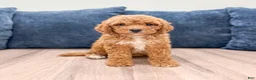 Miniature Labradoodle dogs for sale: Madison - Ad 1
