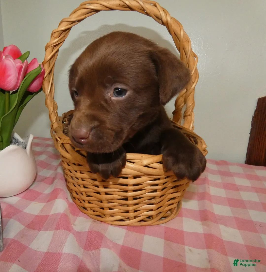 Labrador Retriever dogs for sale: Labrador Retriever Puppy 6 Rocky - Ad 2