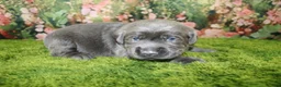 Labrador Retriever dogs for sale: Slate - Ad 4