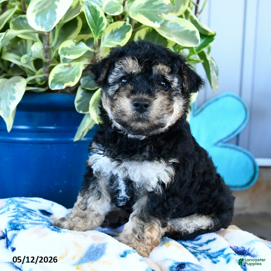 Yorkiepoo dogs Butterfly - Ad 1
