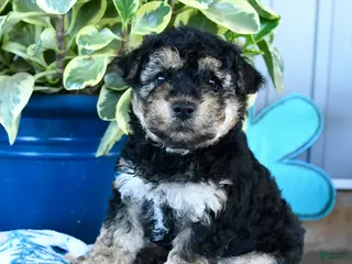Yorkiepoo dogs for sale: Butterfly - Ad 2
