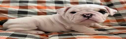 English Bulldog dogs for sale: Dax boy - Ad 4