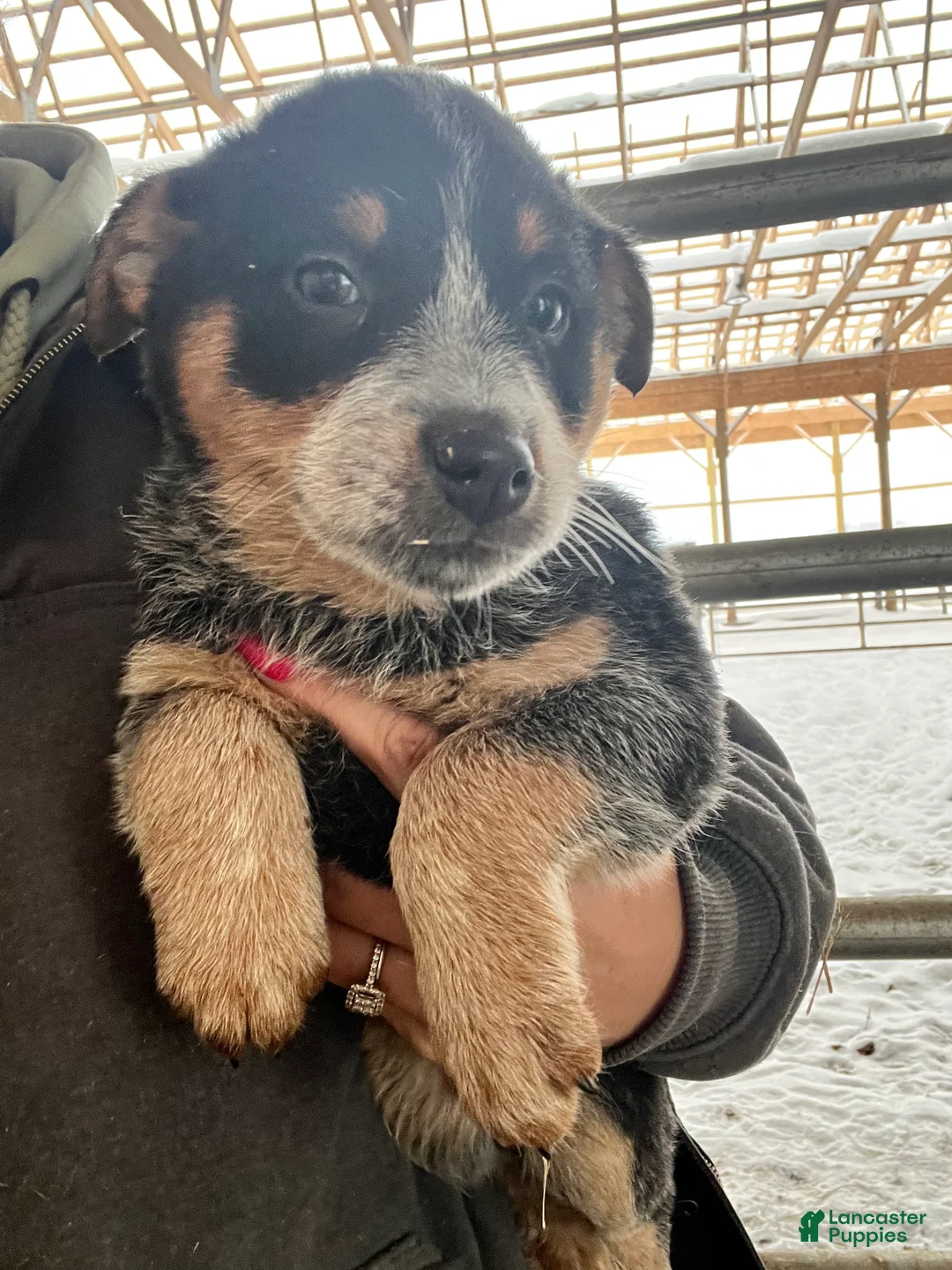 Australian Cattle Dog dogs for sale: Bubba - Ad 1