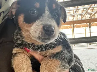 Australian Cattle Dog dogs Bubba - Ad 42