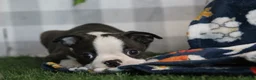 Boston Terrier dogs for sale: Mario - Ad 3