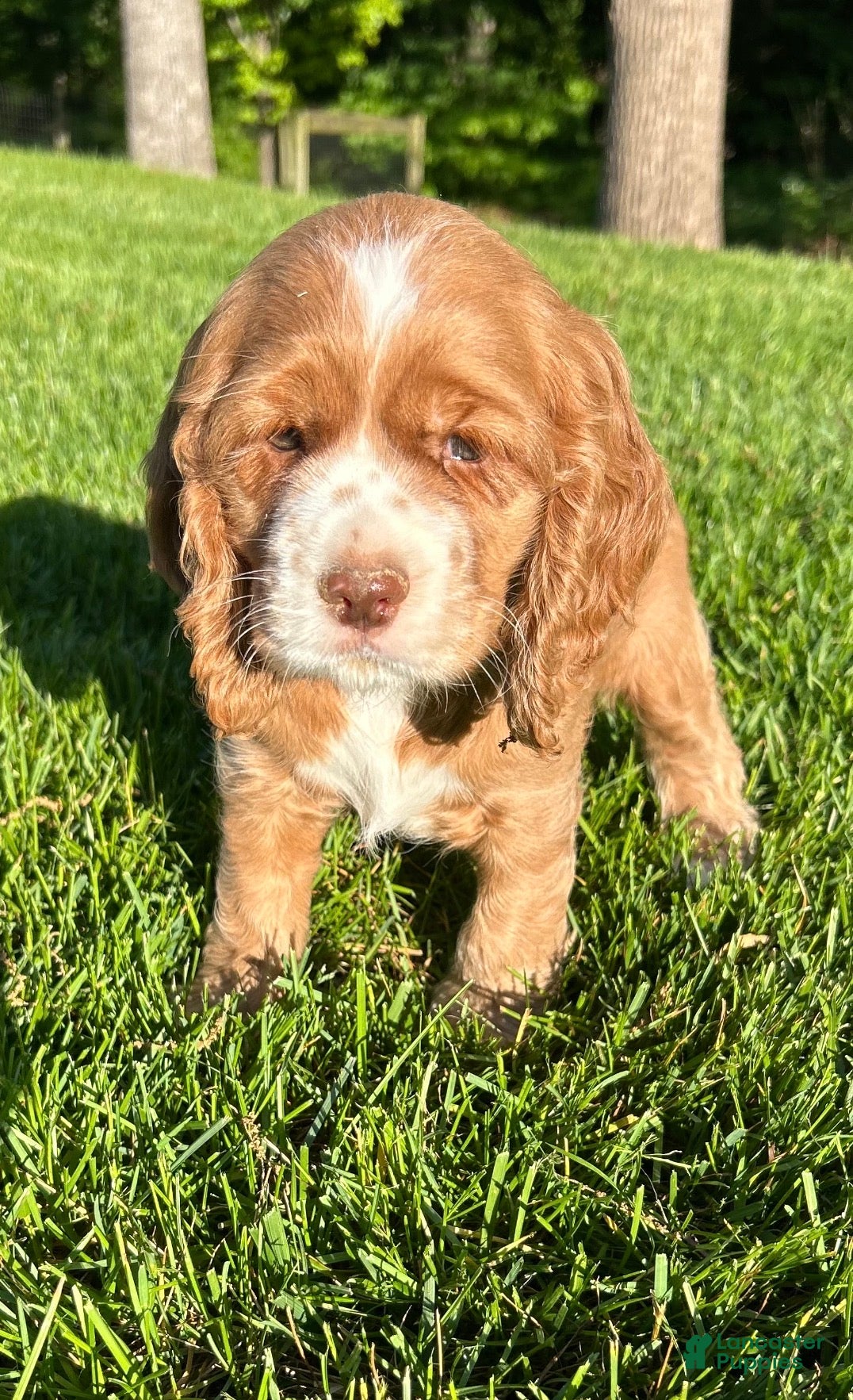 Cocker Spaniel dogs for sale: Gloria - Ad 2