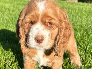 Cocker Spaniel dogs for sale: Gloria - Ad 2
