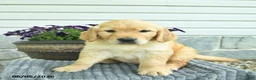 Golden Retriever dogs for sale: Taytum  - Ad 3
