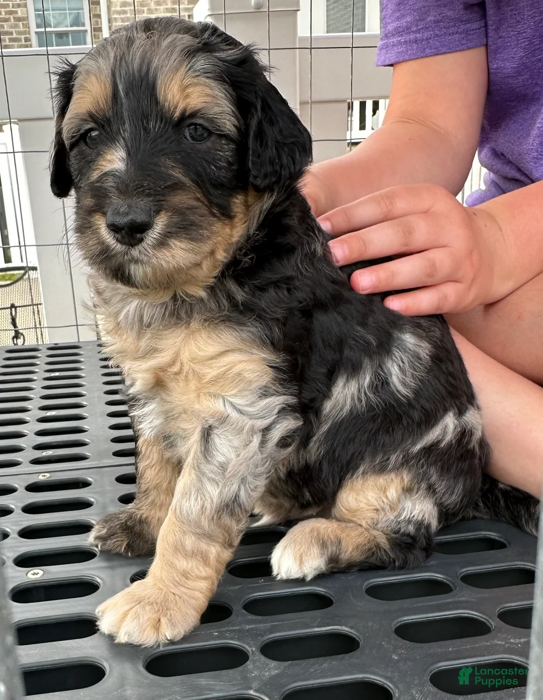 Aussiedoodle dogs for sale: Aussiedoodle Puppy 1 - Ad 1