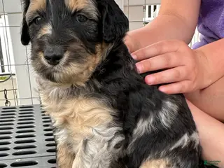 Aussiedoodle dogs Aussiedoodle Puppy 1 - Ad 20