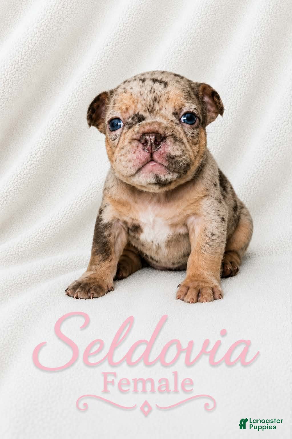 French Bulldog dogs Seldovia  - Ad 1