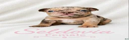 French Bulldog dogs for sale: Seldovia  - Ad 1