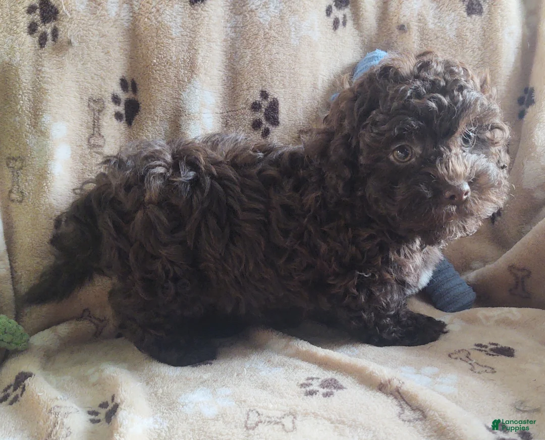 Maltipoo dogs for sale: Chocolate Chunk  - Ad 4