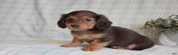 Miniature Dachshund dogs for sale: Blossom - Ad 4