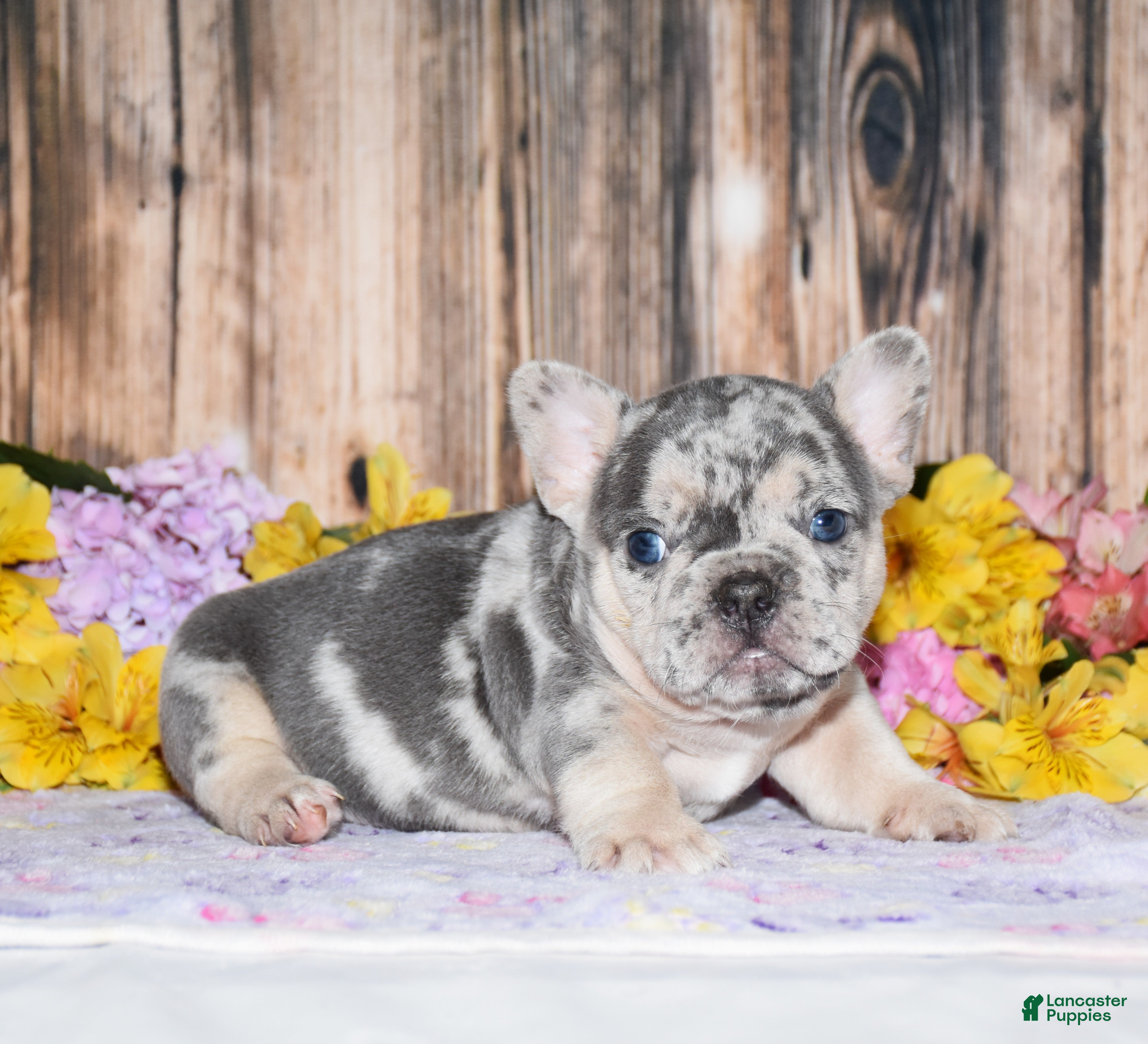 French Bulldog dogs Flash - Ad 1