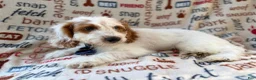 Cockapoo dogs for sale: Tony - Ad 2