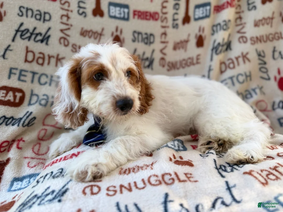 Cockapoo dogs for sale: Tony - Ad 2