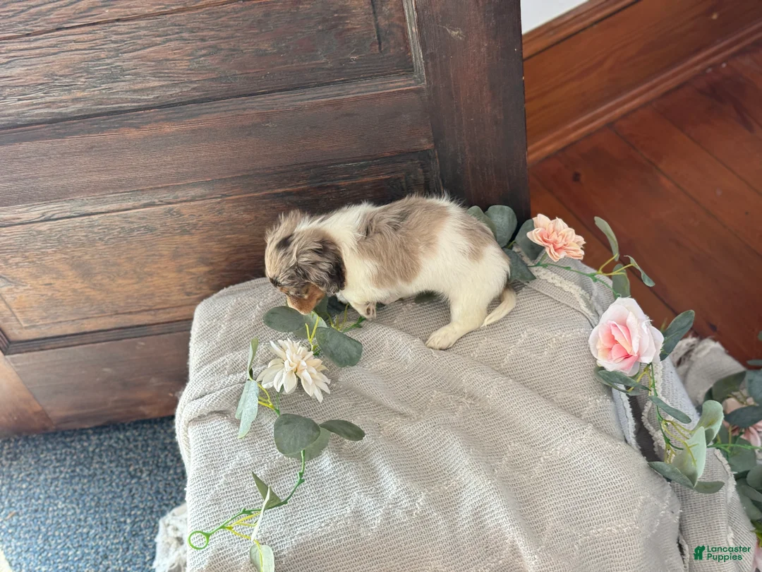 Miniature Dachshund dogs for sale: Mable - Ad 7