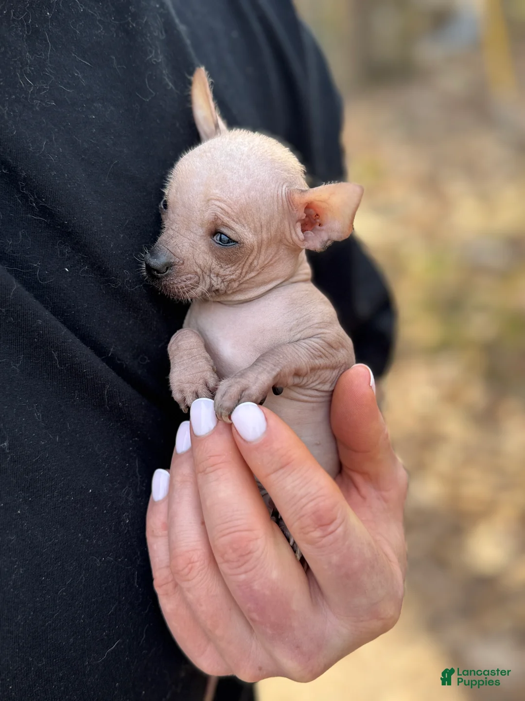 Gallery Image {{count}}