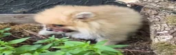 Pomeranian dogs for sale: Timber - Ad 3