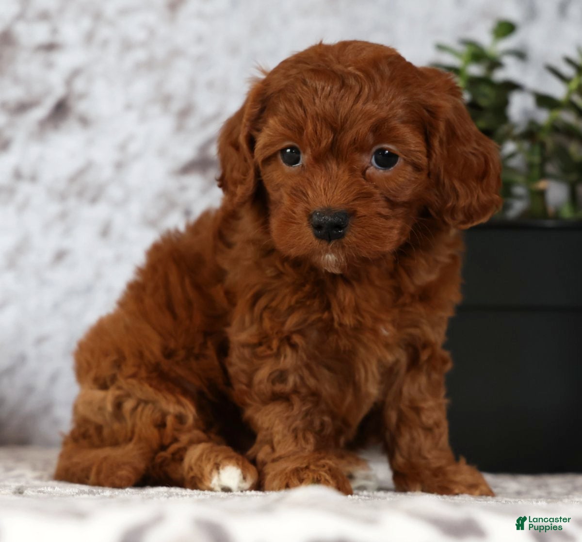 Cavapoo dogs Carla - Ad 1