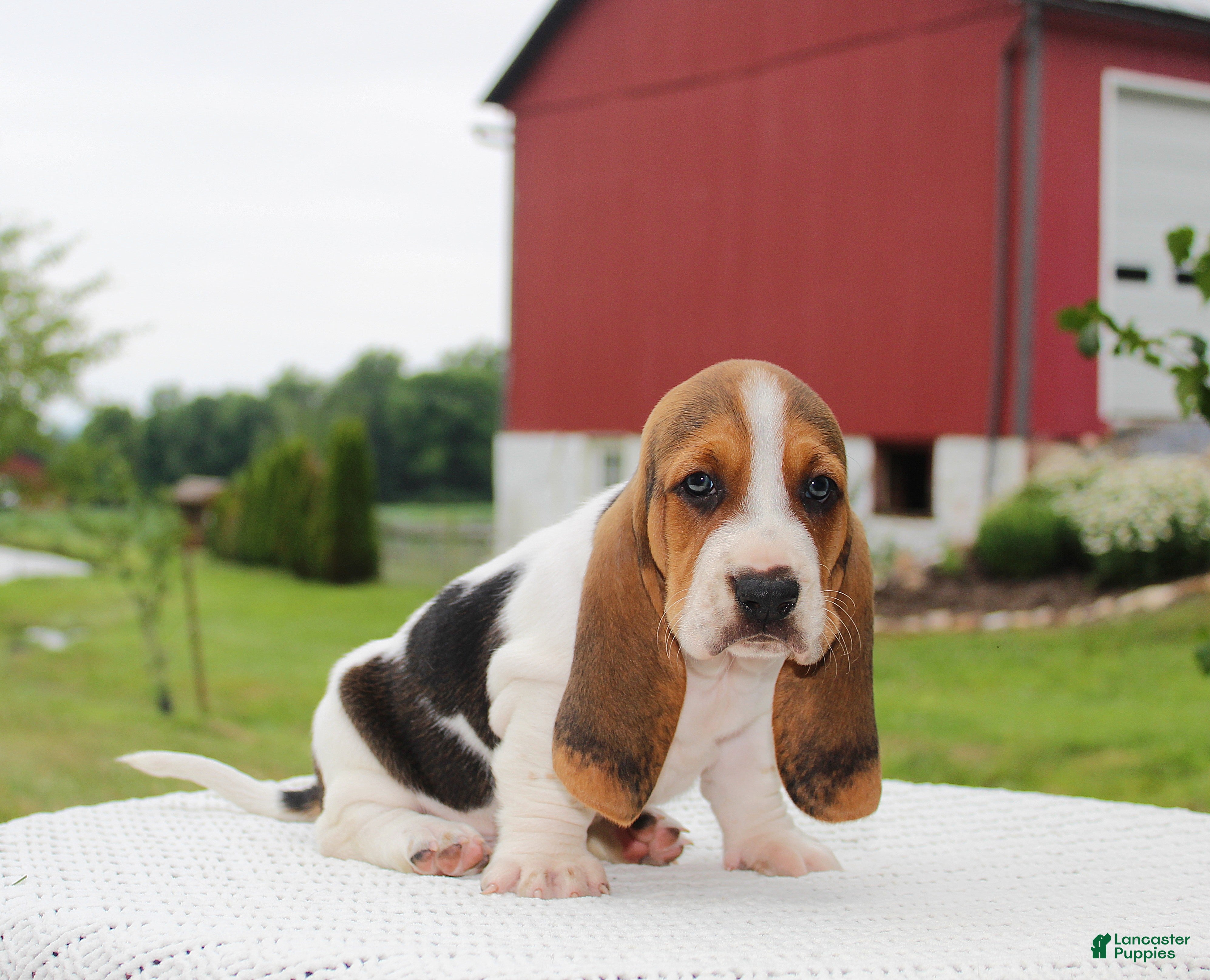 Basset Hound dogs Zuma - Ad 1