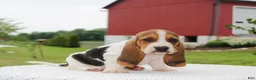 Basset Hound dogs for sale: Zuma - Ad 1