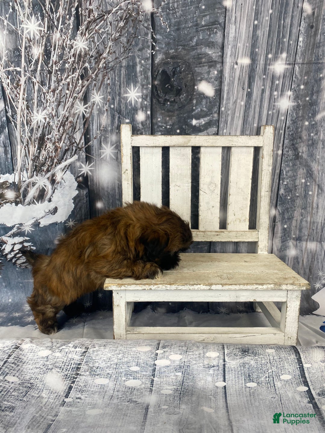 Shih Tzu dogs for sale: Mochi - Ad 11