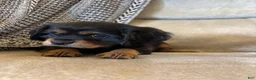 Mixed Breed dogs for sale: Barrett  - Ad 3