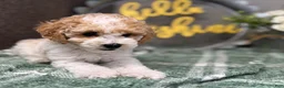 Miniature Poodle dogs for sale: Roscoe - Ad 4