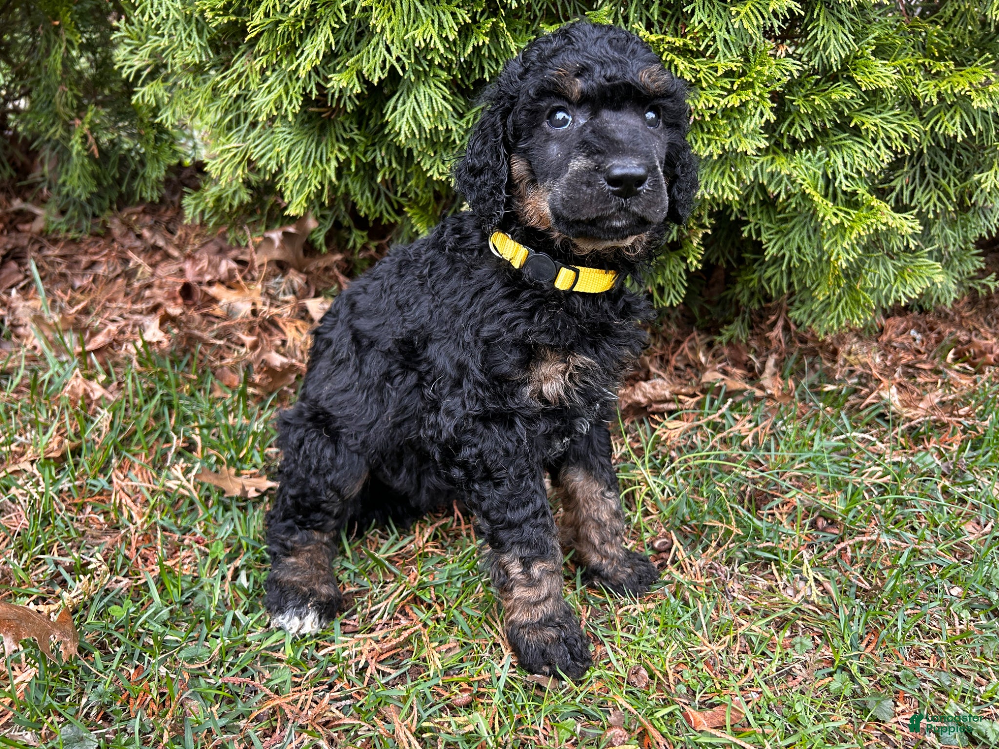 Standard Poodle dogs ⚓️Crew-AKC Standard🐩 - Ad 1