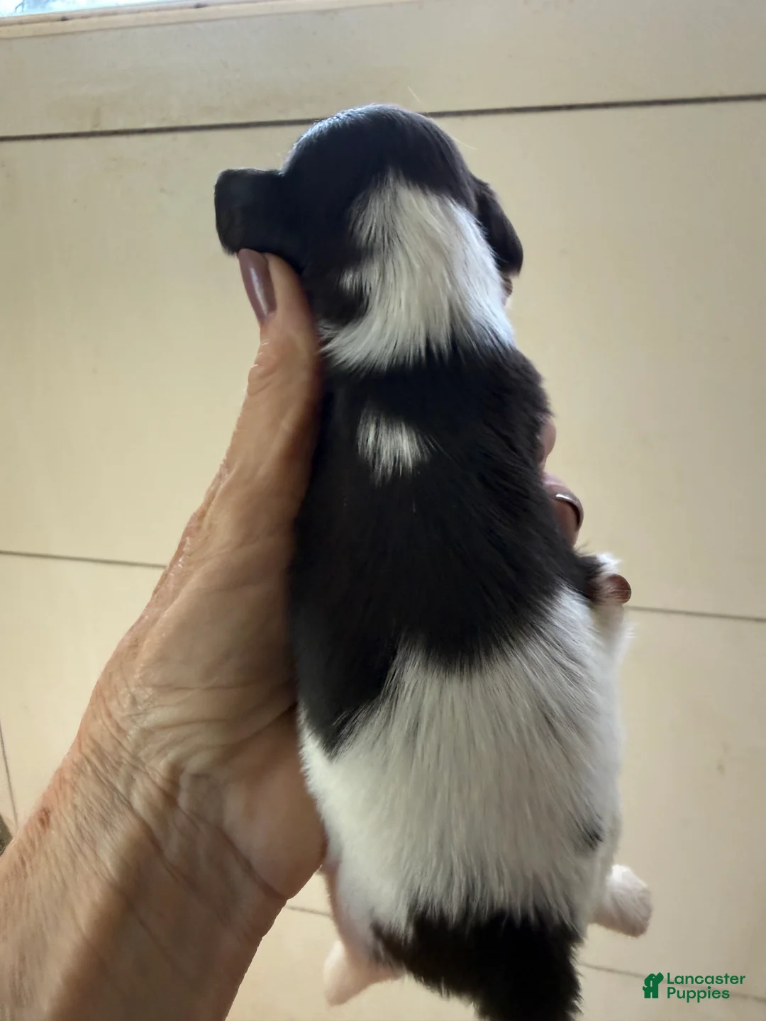 Miniature Dachshund dogs for sale: Miniature Dachshund Puppy 5 - Ad 2