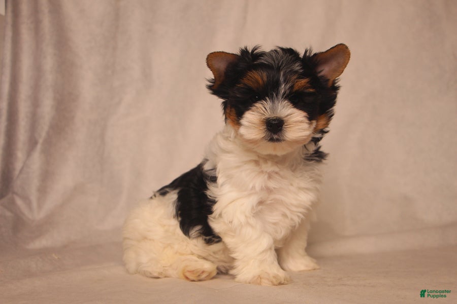 Biewer Terrier dogs Snoopy - Ad 1