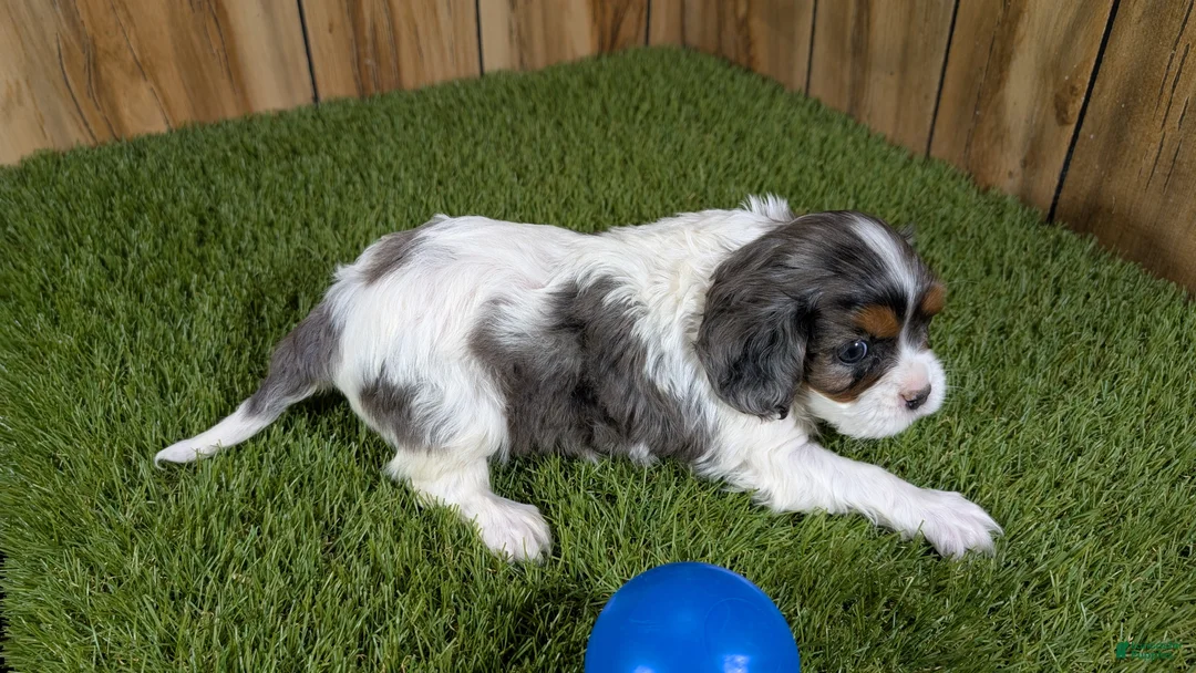 Cavalier King Charles Spaniel dogs for sale: Bertha Boy 1 - Ad 4