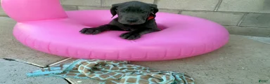 ARES