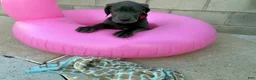 Cane Corso dogs for sale: ARES - Ad 1