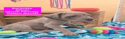 Daniff dogs for sale: Serenity  - Ad 4