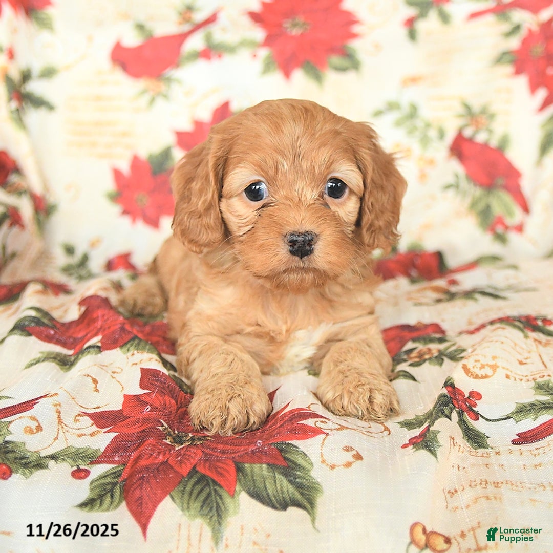 Cockapoo dogs for sale: Noel - Ad 3