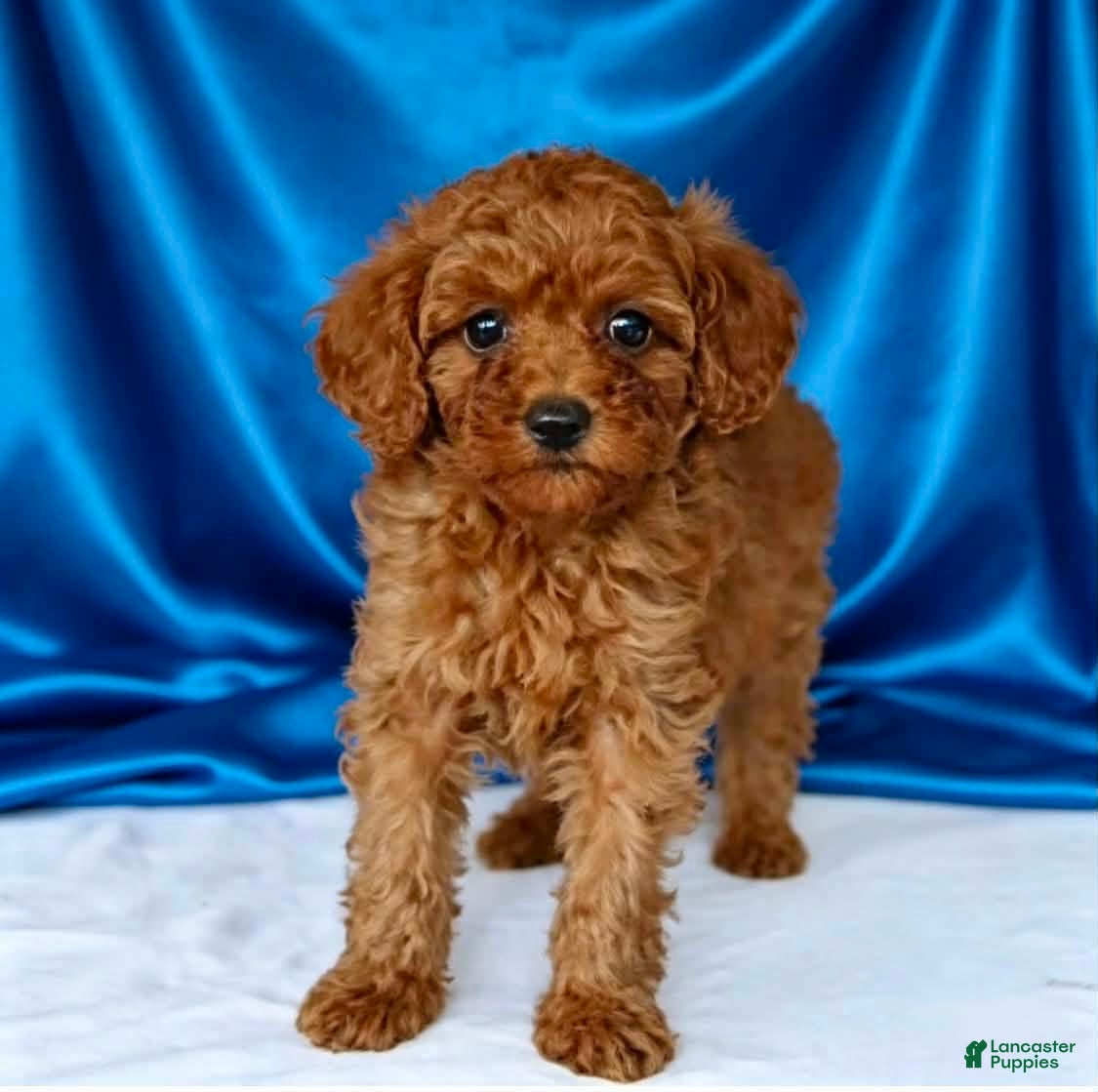 Toy Poodle dogs Harry - Potty and crate Trained  - Ad 6