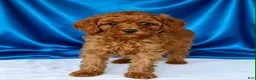 Toy Poodle dogs for sale: Harry - Potty and crate Trained  - Ad 1