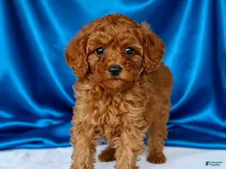 Toy Poodle dogs Harry - Potty and crate Trained - Ad 6