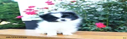 Pomeranian dogs for sale: Katelyn - Ad 3