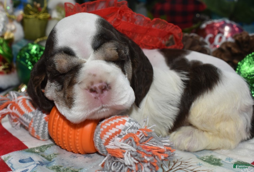 Cocker Spaniel dogs for sale: AKC Nick Chocolate Tan Parti American Cocker Spaniel Puppy for sale. - Ad 2