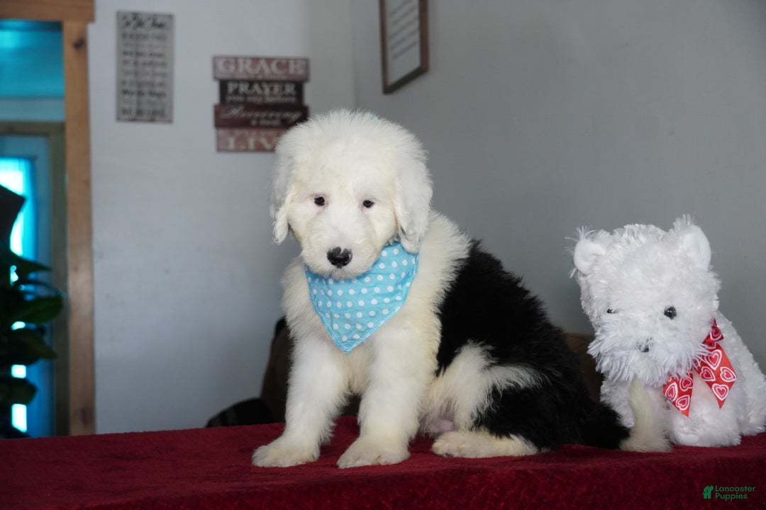 Sheepadoodle dogs for sale: Rambo - Ad 3
